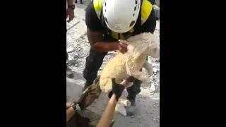 Rescate de un perro debajo de escombros terremoto Ecuador