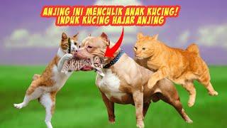 Menegangkan Detik-detik Induk Kucing H4j4r Anjing yang Menggangu Anaknya - Kucing Vs Anjing