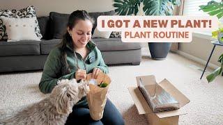 Bringing a new plant home Easy new plant care routine