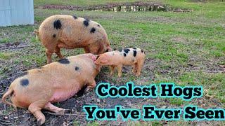 We Brought Home Some Of The Coolest Pigs Youve Ever Seen Gloucestershire Old Spots