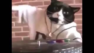 Dj Cat  © by schwarzer.sandkasten