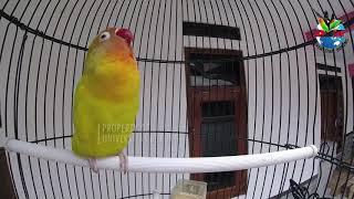 PANCINGAN LOVEBIRD NGEKEK TERBARU 2021 LANGSUNG NYAUT 100 % 