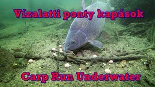 Vízalatti ponty kapások. Carp run underwater compilation