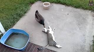 Cats vs Wild Animals A Compilation