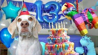 Dog Unimpressed with Birthday Party