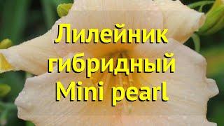 Лилейник гибридный Мини перл. Краткий обзор описание характеристик hemerocallis Mini pearl