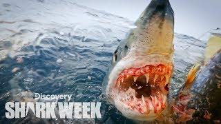 Up Close With a Grander Mako Shark  Shark Week