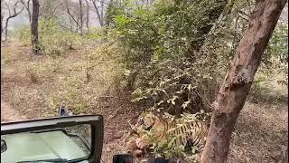 Tiger attacks and kills a dog in Ranthambore