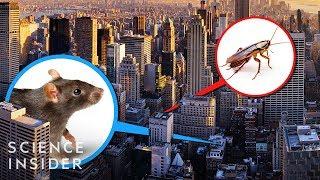 A New York City Exterminator Tells Us The Places Hed Never Live