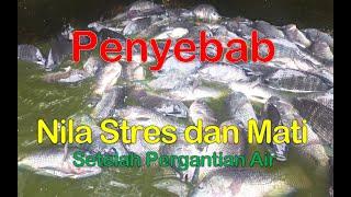 BUDIDAYA IKAN NILA MENGHINDARI STRES DAN MATI SETELAH PERGANTIAN AIR