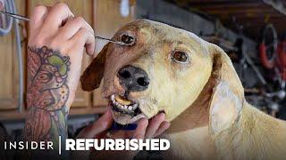 How A Taxidermist Restores A Damaged Dog  Refurbished