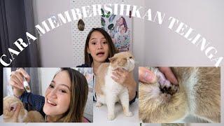 CARA MEMBERSIHKAN TELINGA KUCING