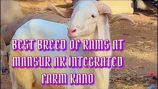 Best Breed of Sheep  Fattening Time #breed #sheep #sheepfarming #ram