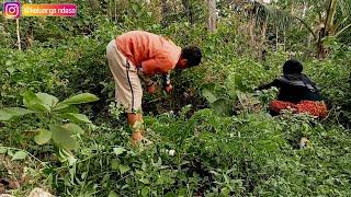 berkebun & masak ati ampela bumbu rujak untuk makan siang  masakan desa