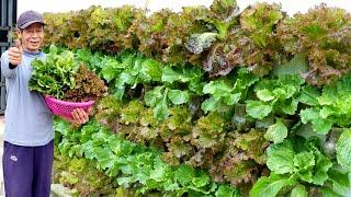 Amazing vertical garden growing vegetables on the wall to provide for the family