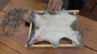 Rabbit pelt stretching and drying – permaculture living non-monetised