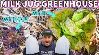 TRIPLE The Size Of Your Veggies Using Free MILK JUG Greenhouses