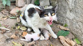 This Aggressive Mother Cat Lost already One Kitten thinking Well Steal Her Remaining Kittens