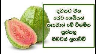 දවසට එක පේර ගෙඩියක් කෑවොත් මේ විශ්මිත ප්‍රතිපල ඔබටත් ලැබේවී