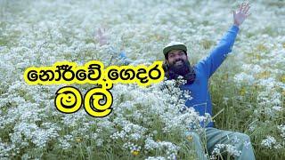 නම් දන්නැති නෝර්වේ අත්තම්මගෙ මල් වත්ත.Sinhala day vlog inNorway