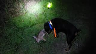 Ночная охота на диких кроликов с собаками