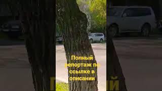 Алматы. Навои. полный репорт здесь httpsyoutu.beiPhFgNMAAnw