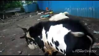 Goat fight boxer vs lala