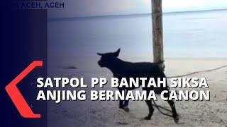 Satpol PP Aceh Singkil Bantah Siksa Anjing Canon di Pulau Banyak