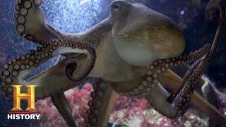 Ancient Aliens THE OCTOPUS FROM OUTER SPACE Season 12  Exclusive  History