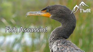 The Double Crested Cormorant Ultimate Fish Assassin