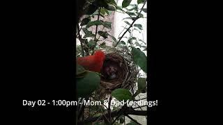 Cardinal Bird Nest - Day 2 of 12 - Second and third eggs hatched and many feedings from mom and dad