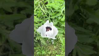 Beautiful flowers #shortvideo #flowers #beatifulflowers #pinoycanada