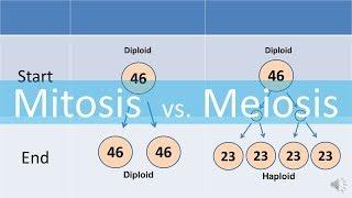 Mitosis vs Meiosis updated