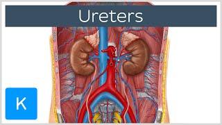 Ureters - Function Definition and Anatomy - Human Anatomy  Kenhub