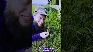 Ground ivy Ancient Beer & Medicinal Herb #shorts #asmr #history