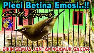 Call Pleci Betina Birahi merangsang Semua Pleci Jantan ikut bunyi Buka Paruh