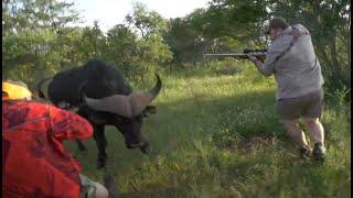 Cape Buffalo Full Charge