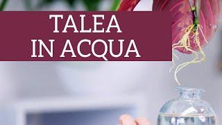 Come si fa una talea in acqua? 