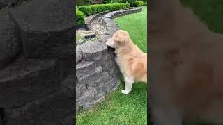 he missed it  #funnydogs #dogshorts #doglover #ytshorts #funnyvideo #around-ME #shorts