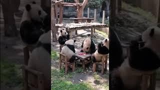 Pandas discussion table #popularonyoutube #viralvideos #videoviews #trendingvideos #youtubeviews