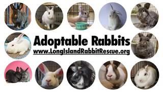 LIRRG Adoptables