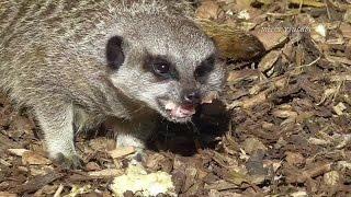 Close Up Meerkat Feeding Time