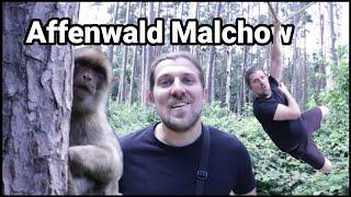 Rengel reist in den Affenwald Malchow