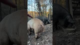 How to Tell a Boar Apart From a Sow #pasturedpork #pasturedpigs #farmsarcasm #cojones