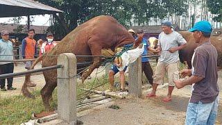 SAPI NGAMUK BIKIN GEGER PASAR GRABAG MAGELANG