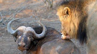 Lion vs Buffalo Lion kills Buffalo Wildlife VideoGraphic