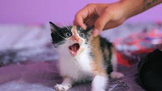 Furious Kitten Will Fight You If You Try To Touch