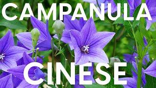 Platycodon la campanula cinese cura e coltivazione di una perenne a fioritura estiva