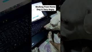 Work From Home Dog Is Very Angry  Last Bonding With Inori  @ShamVillaflores