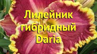 Лилейник гибридный Дарья. Краткий обзор описание характеристик hemerocallis Daria